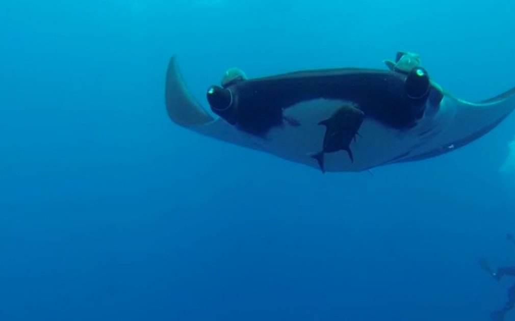 wireditalia's tweet image. Come si studiano le migrazioni dei pesci? Un video sulla manta oceanica ow.ly/wY4R301Rgxf