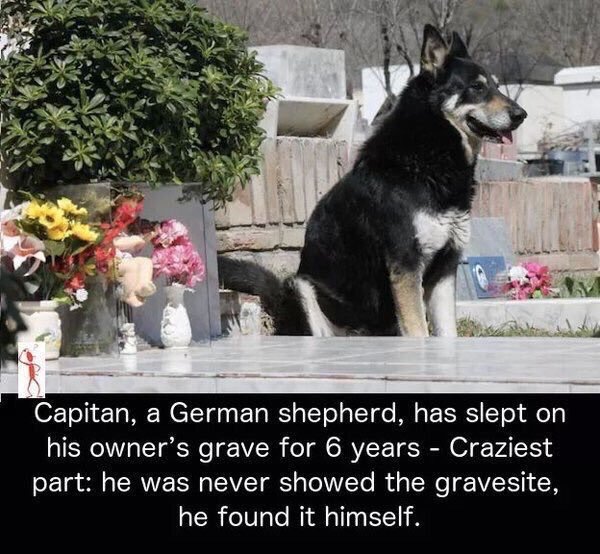 twins_n_wins's tweet photo. this is why i love animals more than i love human beings https://t.co/WXhaib8VBE