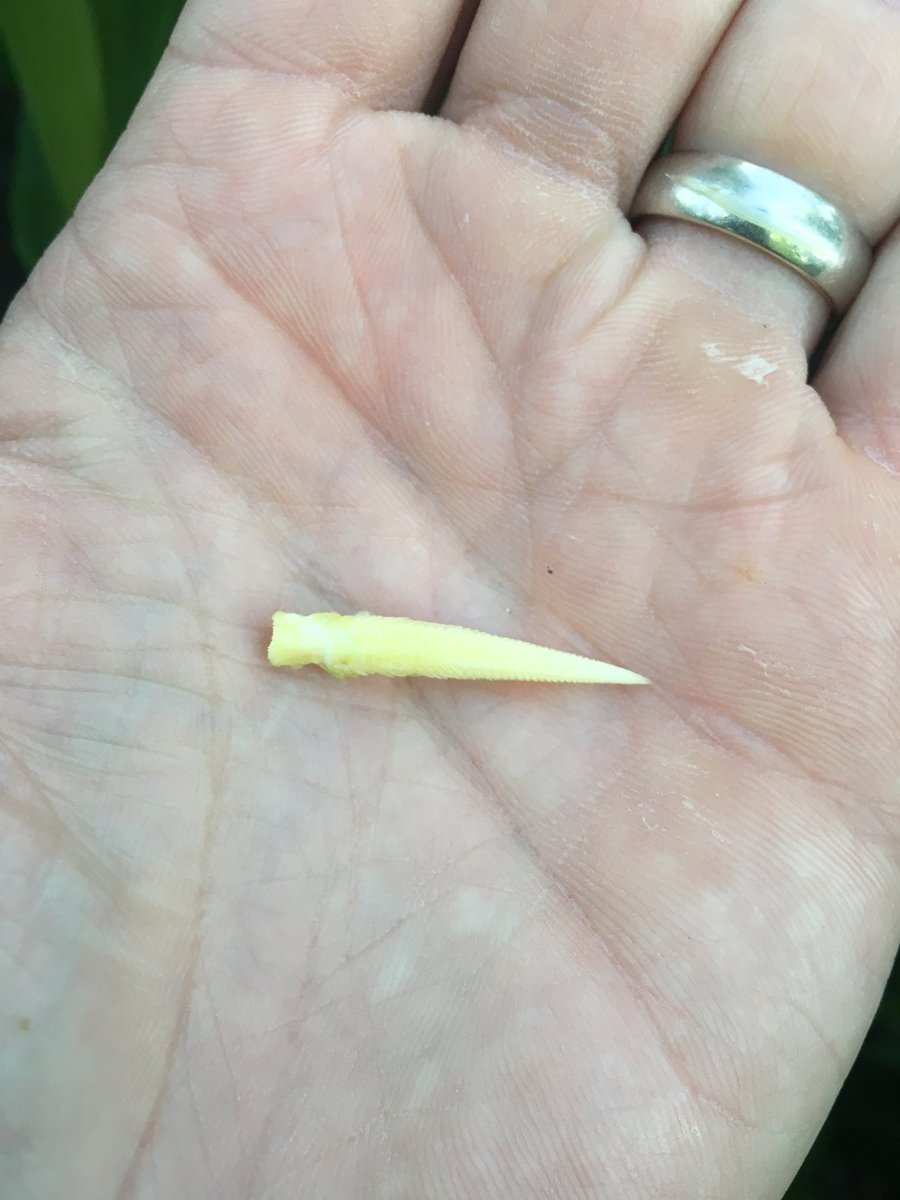 cagseeds's tweet photo. First 1 I check &amp; its 18 around, off to a good start! Just need some moisture and sunshine now! #yieldhero #P0506AM https://t.co/JuGximY5tD