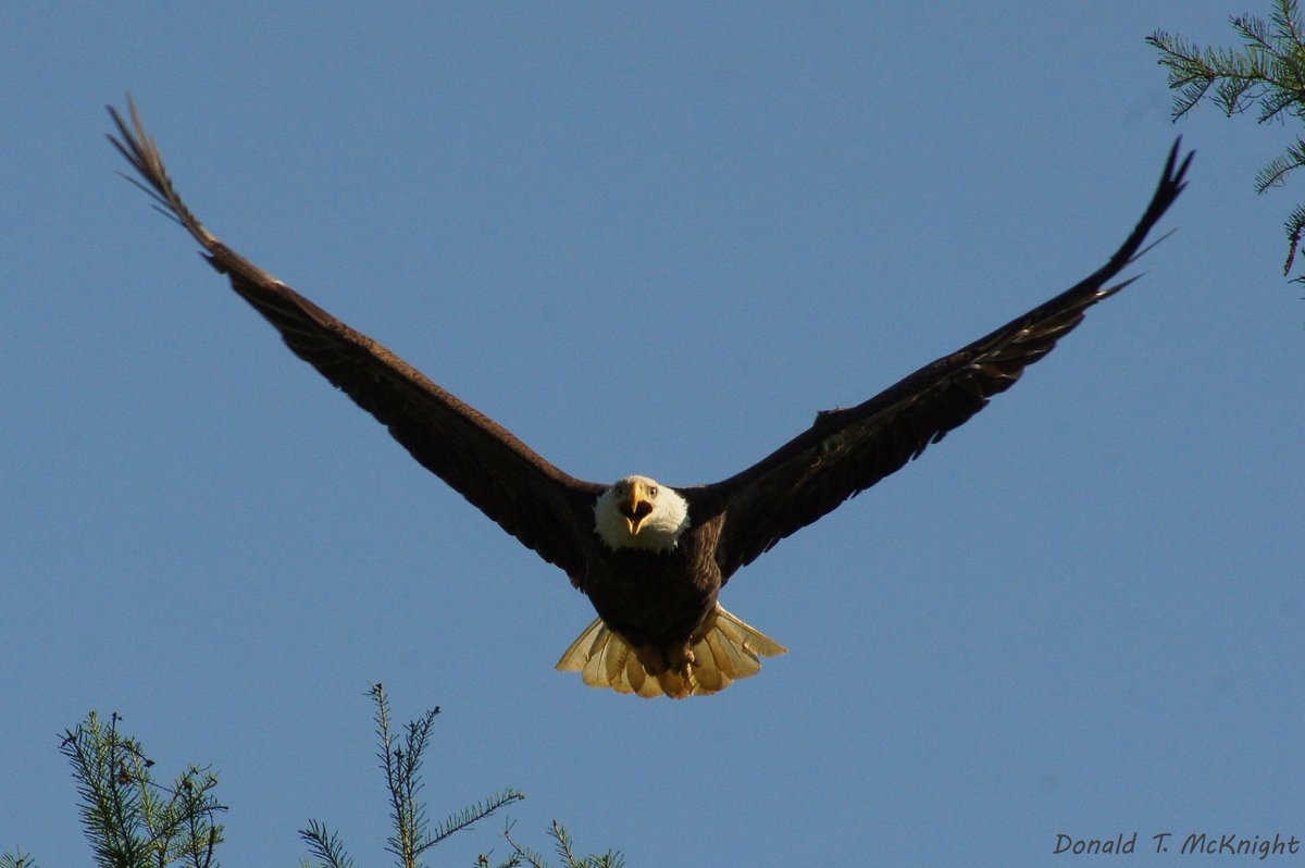 donaldmcknight2's tweet image. Bald eagle (Haliaeetus leucocephalus) #FieldFlashBack. #WildlifePhotography #4thofJuly #birding #animals