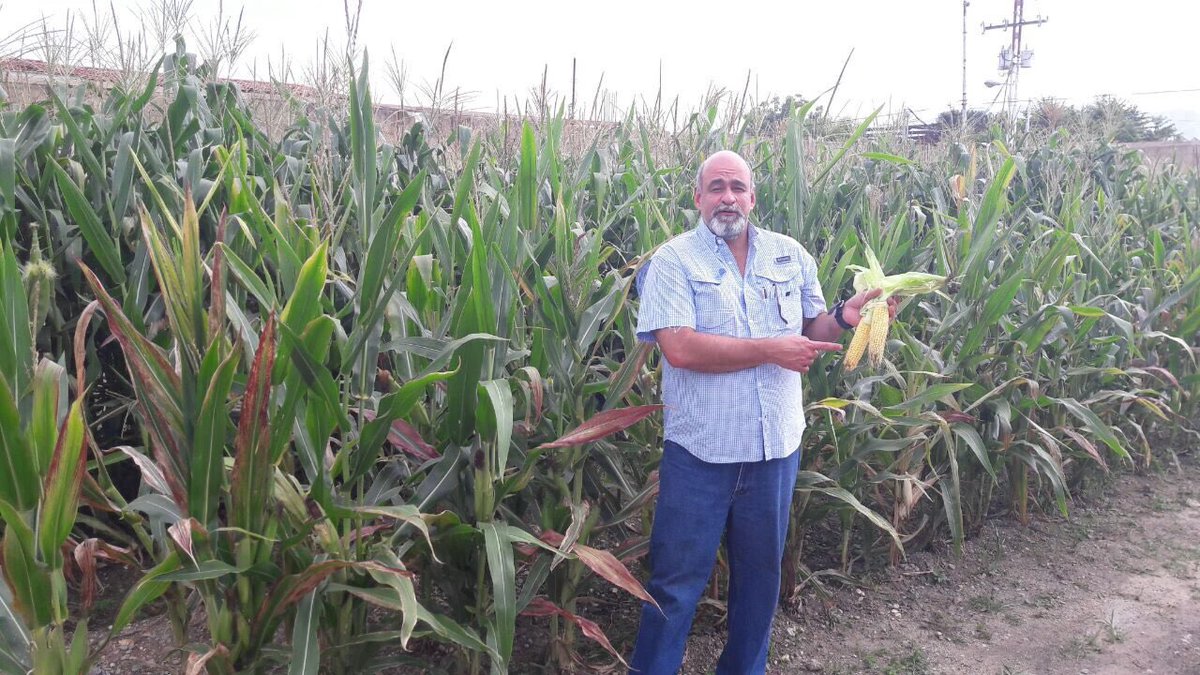 AmeliachPSUV's tweet photo. Ahí está el futuro, ahí está el más grande potencial para el desarrollo del país, en la siembra, en la agricultura https://t.co/ACzWZIbjvo