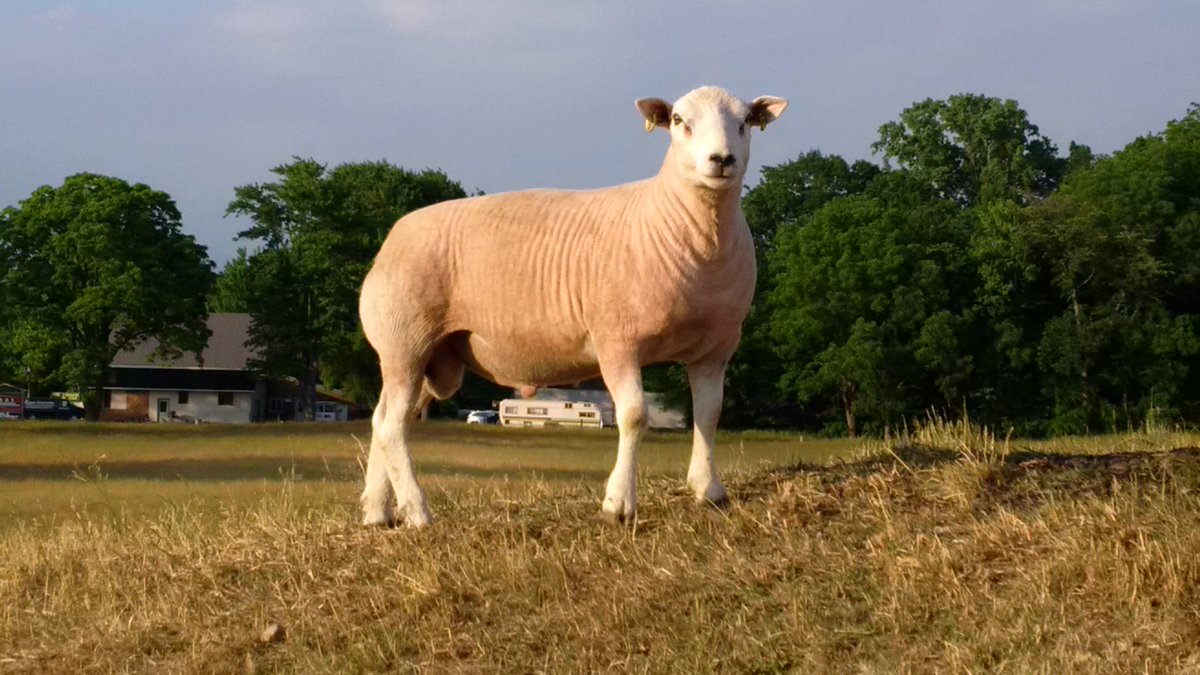 Lot 268 for next week's All Canada Classic in Richmond, PQ. Spic and span and ready to roll!
briensheep.com/all-canada-cla…