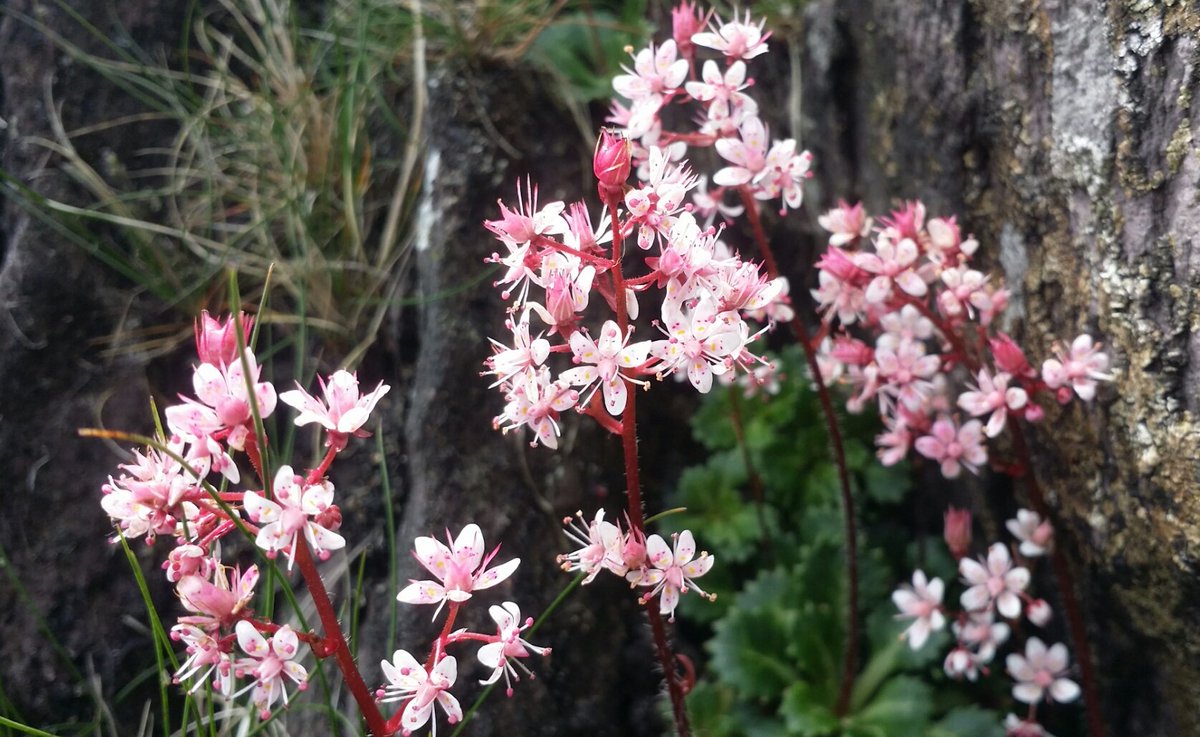 Glengarriff Woods NR tweet media