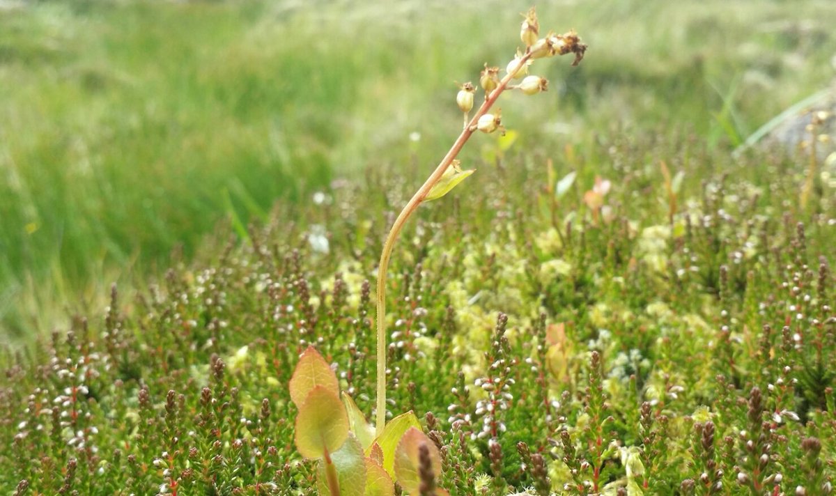 Glengarriff Woods NR tweet media