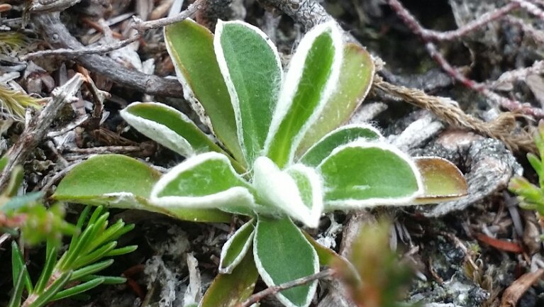 Glengarriff Woods NR tweet media