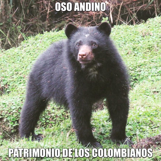Ver imagen en Twitter