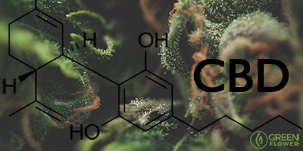 greenflwrmedia's tweet image. 8 Things You Should Know About #CBD
Interview with Martin Lee, director of @ProjectCBD bit.ly/CBD_GF