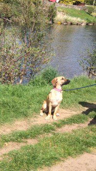 DogLostUK's tweet image. #Lost #ScanMe YOUNG X Breed Female 
Kennels South Killingholme North #Lincolnshire #DN40 doglost.co.uk/dog-blog.php?d… …