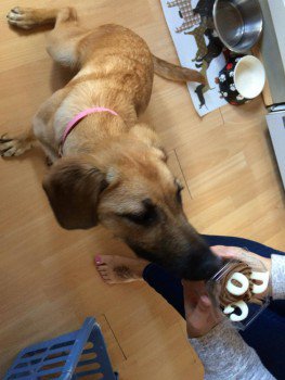 DogLostUK's tweet image. #Lost #ScanMe YOUNG X Breed Female 
Kennels South Killingholme North #Lincolnshire #DN40 doglost.co.uk/dog-blog.php?d… …