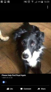 DogLostUK's tweet image. #Lost Border Collie Male 
The Old Barn Pub OPP the Xscape building #MiltonKeynes #MK9 doglost.co.uk/dog-blog.php?d… …