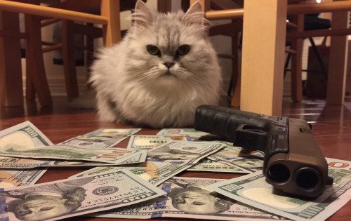 purrivilege's tweet image. she don't wanna be saved