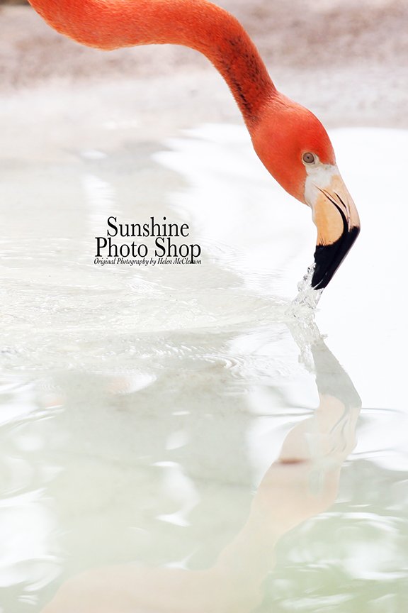 ArtPhotoLover's tweet photo. https://t.co/lYjYi15HHL  
Caribbean Flamingo reflection 
@helenmcclernon   https://t.co/XPr1JbEwYd #artwork #photography #etsymntt
