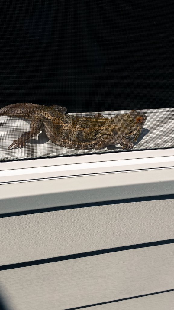 SarahPug12's tweet photo. Nootau basking in the sun, picture taken from outside on the deck. 🐍🐍🐍 #HappyLizard https://t.co/p8arVbtNNJ