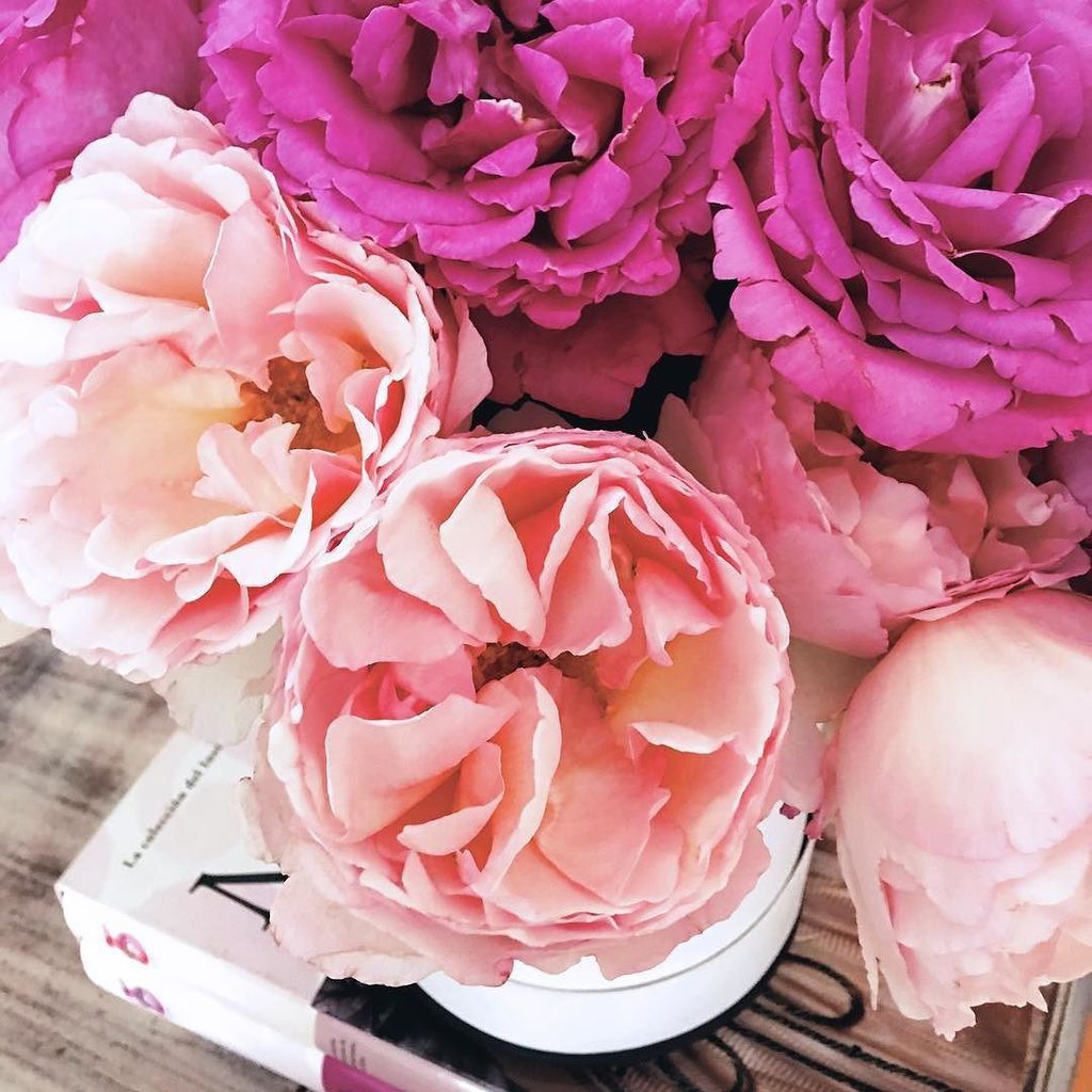fashionTop5's tweet photo. Garden roses... No sabia que existían además huelen deli ... 🌹🌹#anaonthego #ontop5 https://t.co/piv3PxiTXo