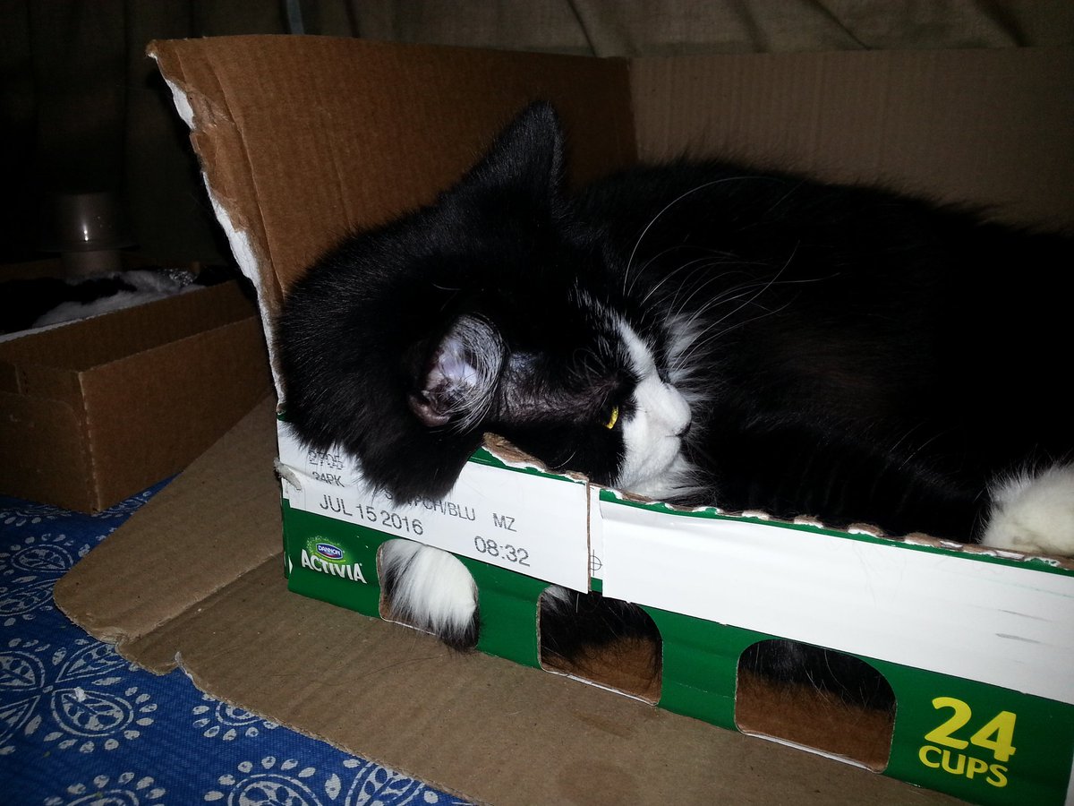 DaveD_40's tweet photo. Nina says "Goodnight Twitterfriends! Thanks for all the likes, retweets and follows!" #CatBoxSunday #fourthweekend https://t.co/y72Qp2jRyS