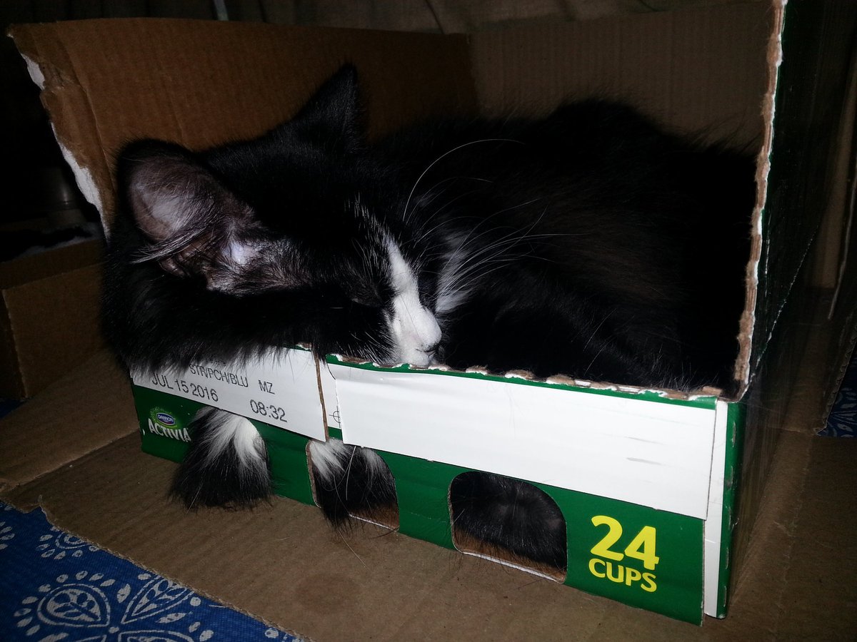 DaveD_40's tweet photo. Nina says "Goodnight Twitterfriends! Thanks for all the likes, retweets and follows!" #CatBoxSunday #fourthweekend https://t.co/y72Qp2jRyS