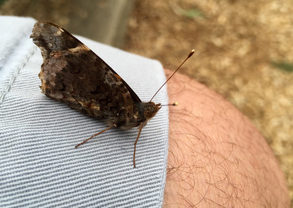 nathanbetz's tweet photo. At the park. #BaltimoreButterfly https://t.co/nAbVoT0MjV