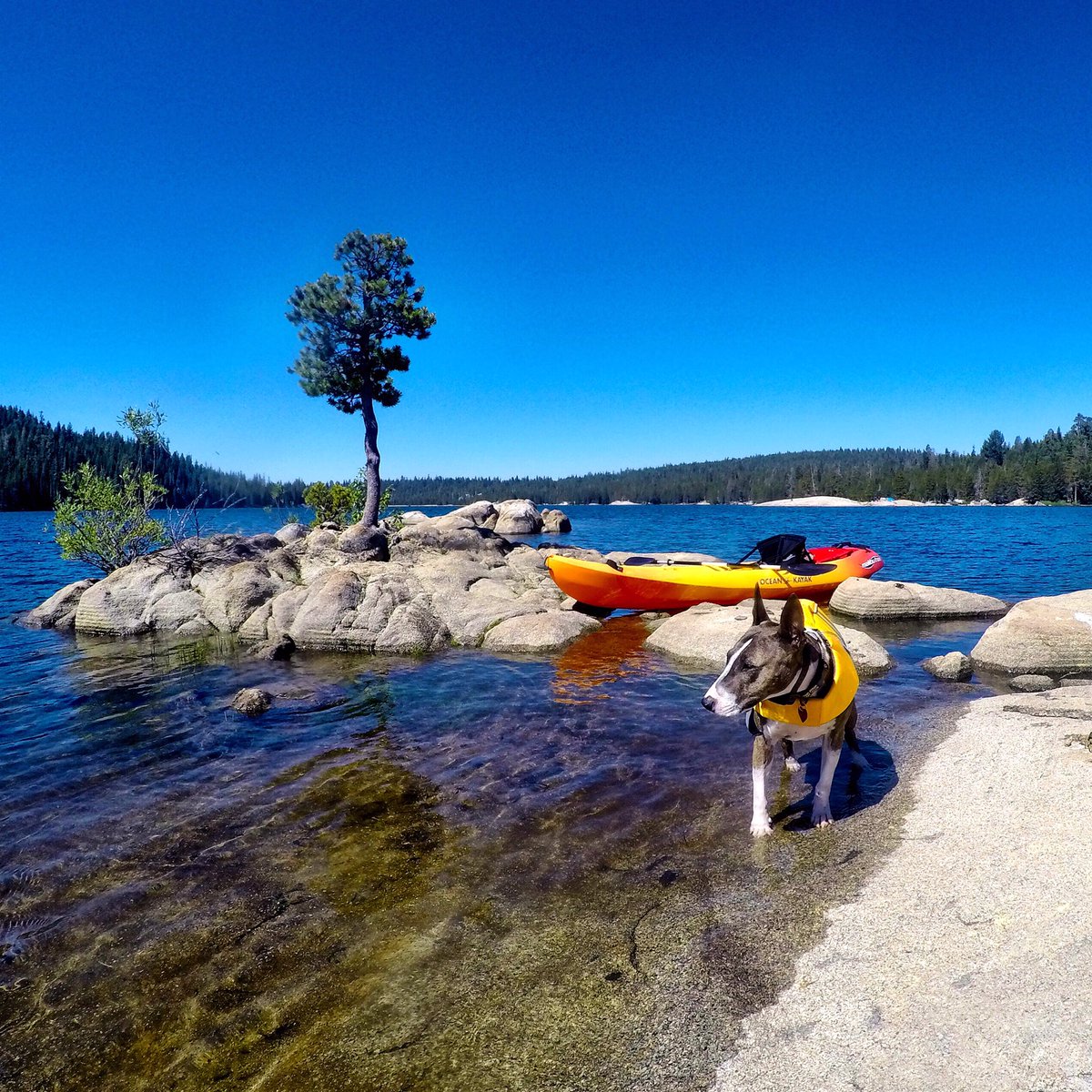 ChelseaRyRy's tweet image. One of the many amazing pics of this dog. Keeping this one for the records 😍