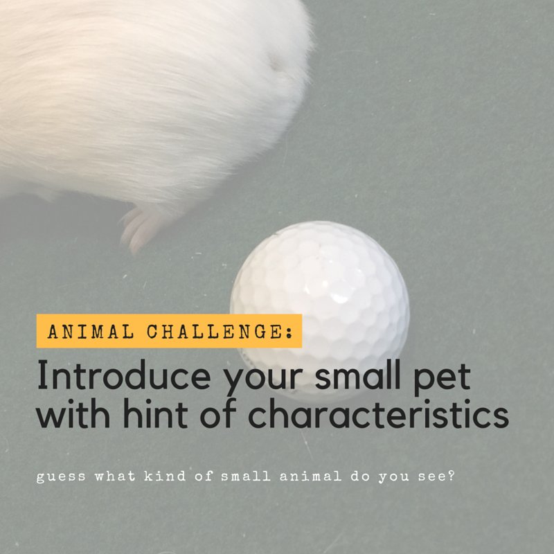 petslive_sas's tweet photo. @petslive_sas Introduce Your Small Pet with a hint of characteristics &amp; become friend with other small pet lovers! https://t.co/VQeuma8OiU