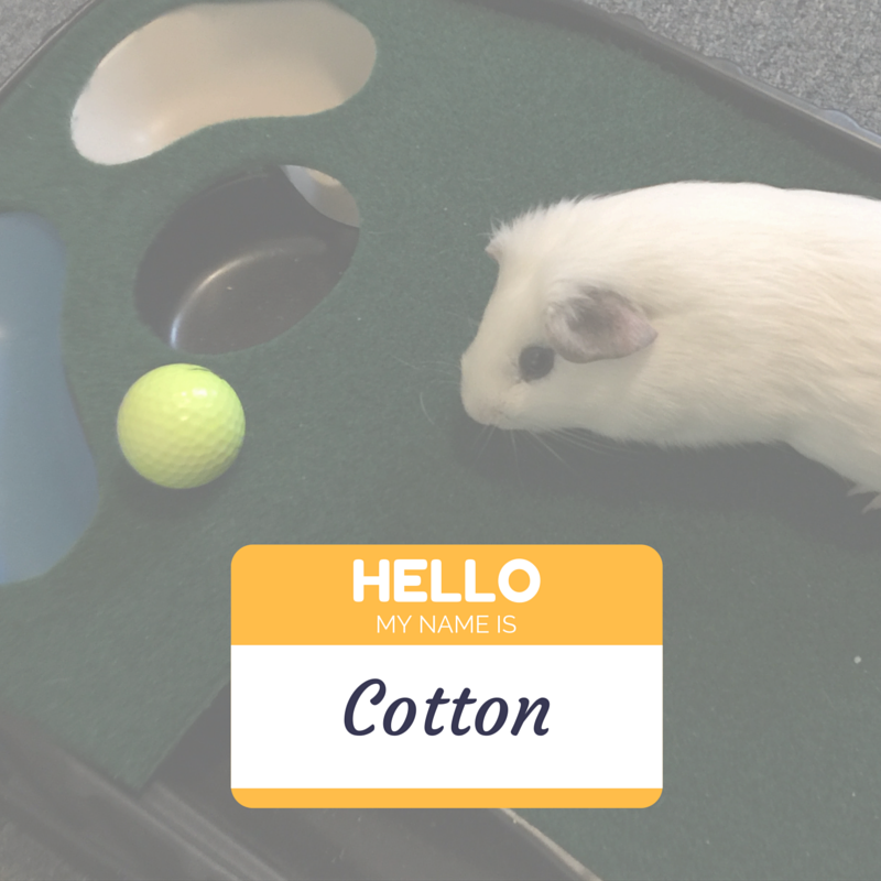 petslive_sas's tweet photo. @petslive_sas Introduce Your Small Pet with a hint of characteristics &amp; become friend with other small pet lovers! https://t.co/VQeuma8OiU