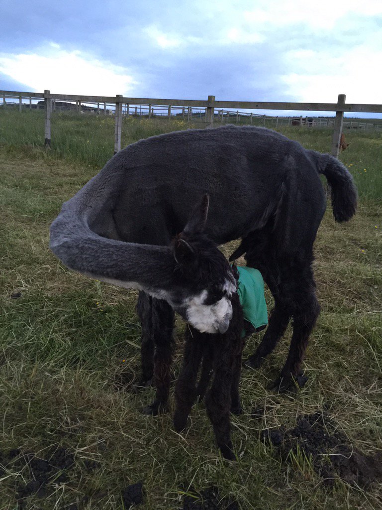 BarnacreAlpacas's tweet photo. Is that your baby Emery, you are making a fabulous mum and I can see this baby is going to keep you on your toes 😂 https://t.co/IfUMZ3ABoo