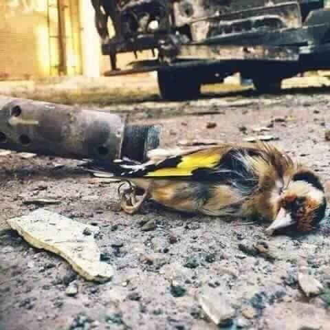 Rtooga16's tweet photo. في بلدي قتلت جميع الارواح
حتى الطير صار ذنبه انه قتل في سماء#العراق
#العراق_ينزف https://t.co/cILARDGc2C