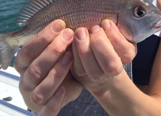tfw we all wanna be a fish