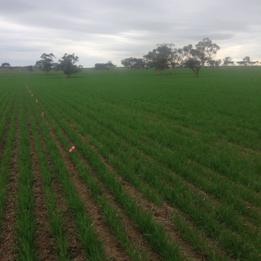 Imtrade, Jetti Duo excellent crop emergents at the Dimboola Imtrade trial site