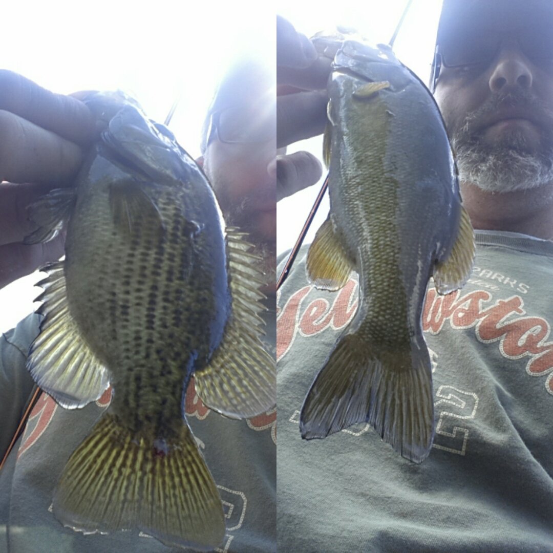 roberts_fishing's tweet photo. It was a slow day on the river today. I still ended up catching three. #filthynation #teamfilthy #filthyfamily https://t.co/xtYYaK7a8a