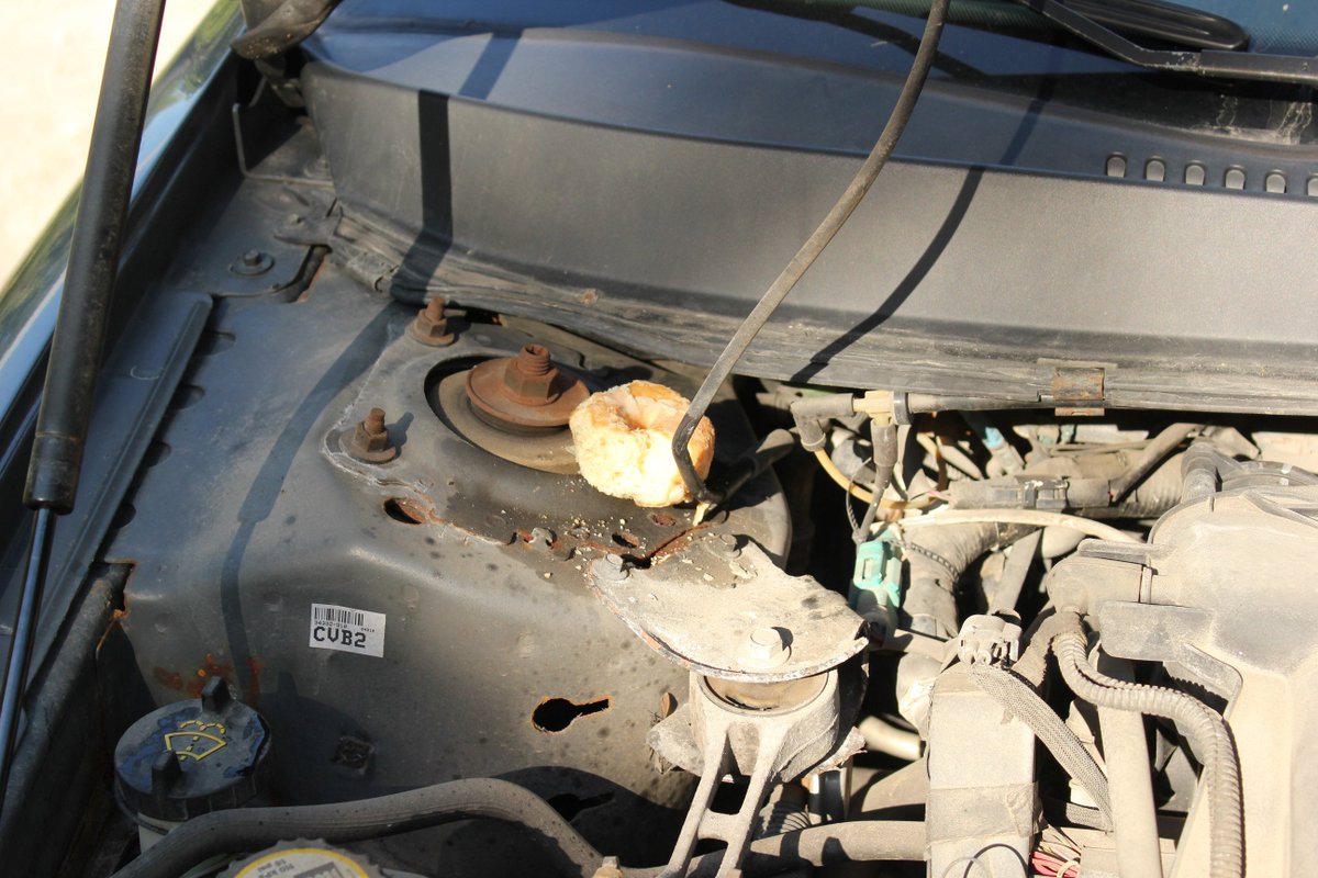 DoctorSpruce's tweet image. Popped open the hood and found a donut with the glaze eaten off... #carproblems meet #rodentproblems