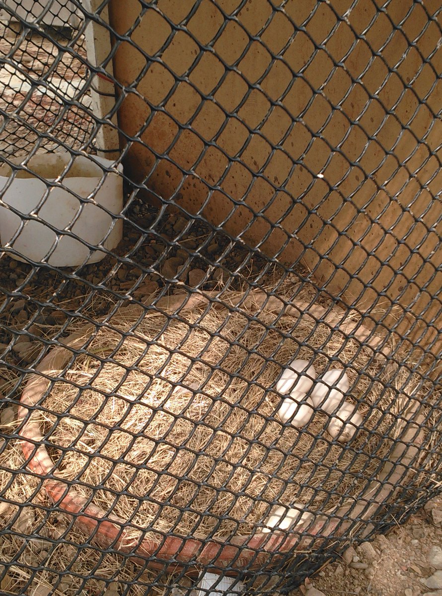 CLAP_FALCON's tweet photo. La Agricultura Urbana es un acto de amor. #AmorEnAccion @StellaLugo @lorenafreitez #SiSePuede #Vivela Cosecha https://t.co/jMAkxARLYu