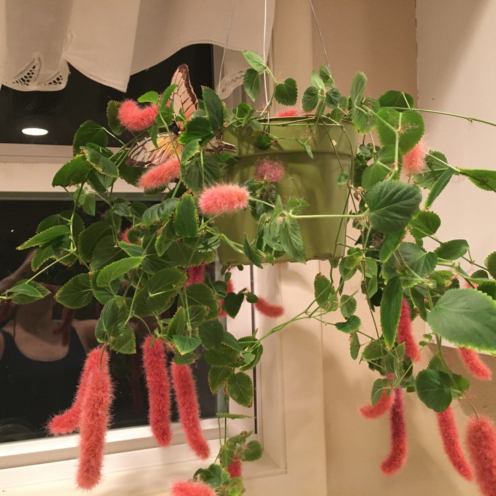 remembermemory's tweet image. Does anyone know what kind of plant this is?