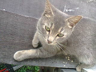christinerune03's tweet photo. catty...😍😍😍😄 https://t.co/VcuNaS3jDE