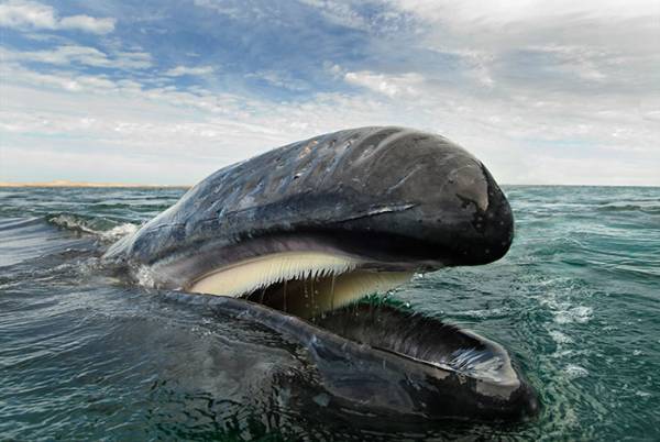 売れ筋ランキングも 今は貴重な本物のクジラの口の部分です、40年