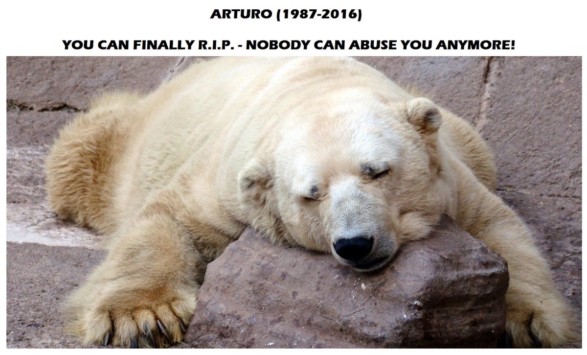 So sad to hear that #Arturo has died after years of hell at Mendoza zoo. He will suffer no more - #RIPArturo