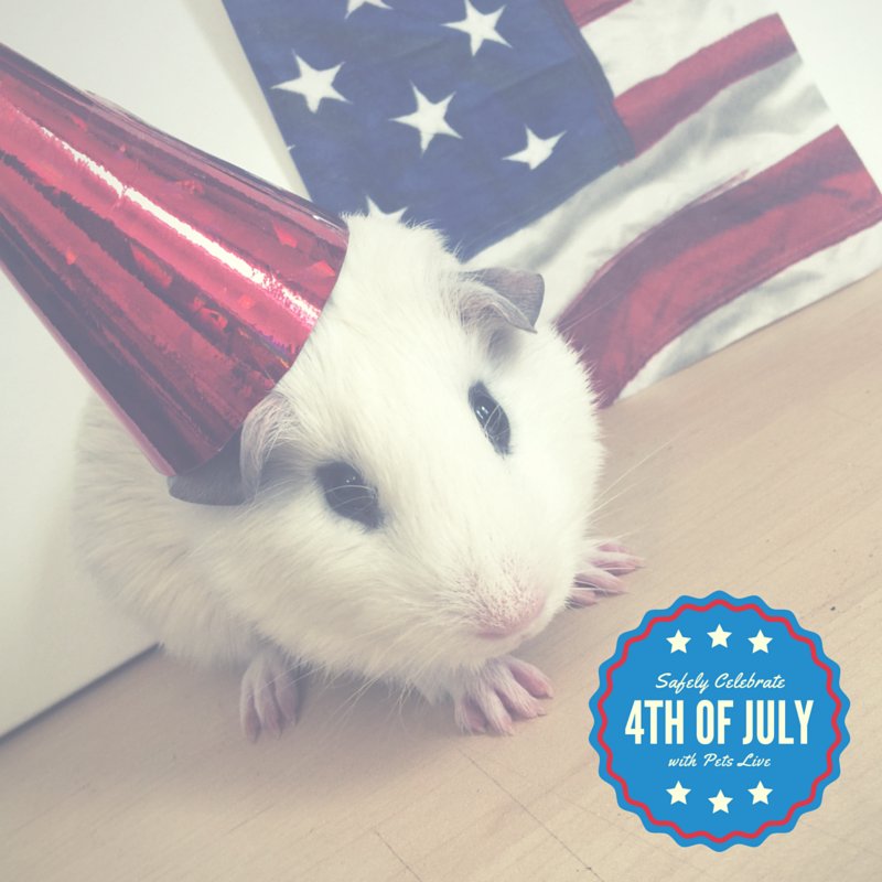 petslive_sas's tweet photo. Happy 4th of July small pet lovers! Here is my guinea pig, Cotton safely celebrating! #petslive_sas https://t.co/C0M6puy6eQ