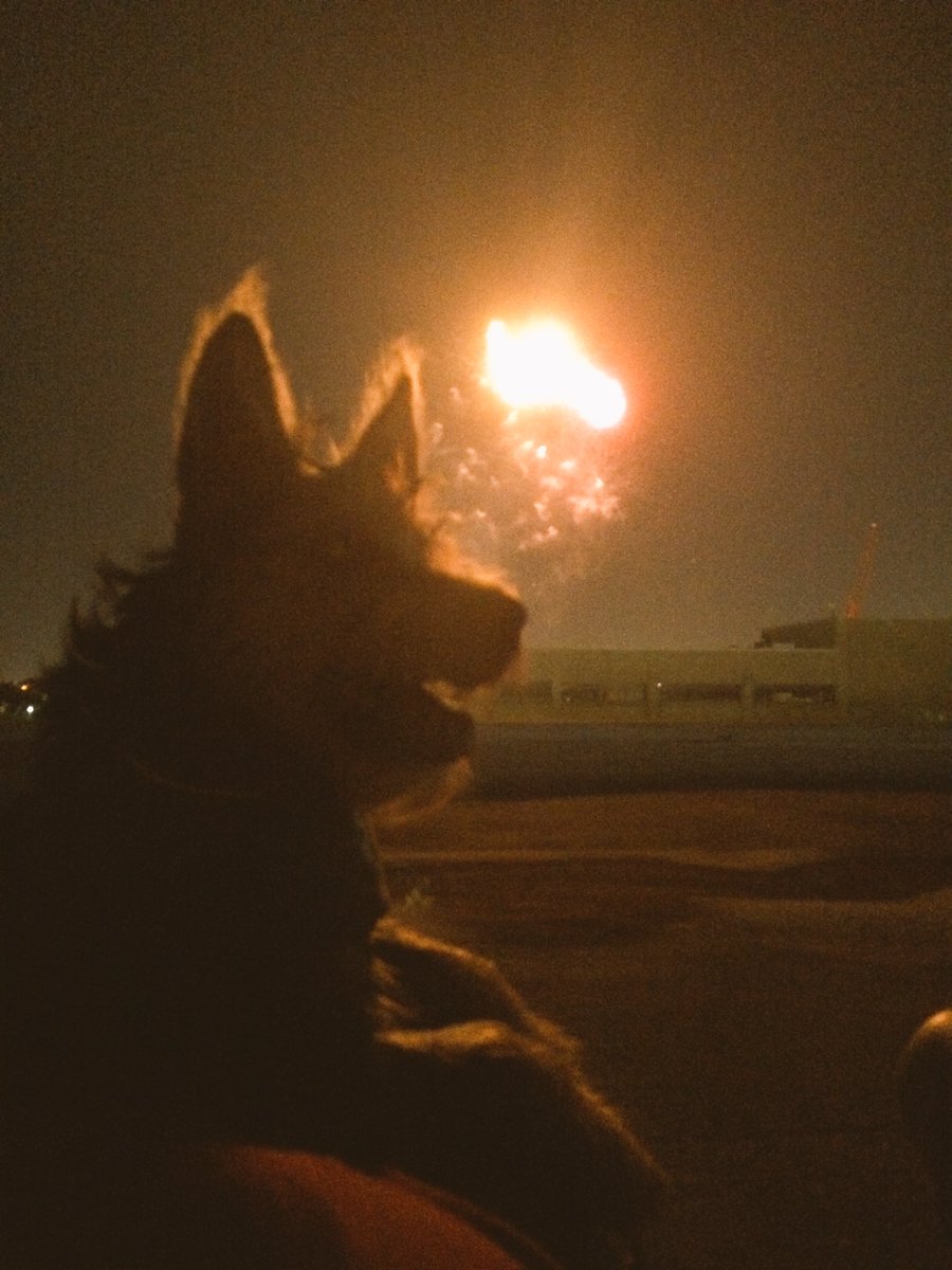 Oso_Shanks's tweet photo. Loved my first fireworks! #OsoCool https://t.co/3ExR4fQ60H