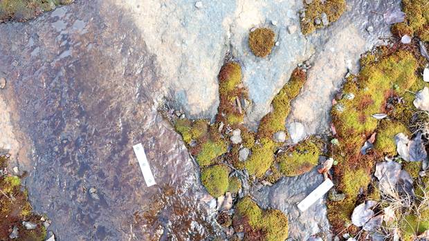 GlobeBC's tweet photo. Researchers uncover stampede of dinosaur tracks in B.C. https://t.co/3ZBax5hlsj https://t.co/wzf7titGPH