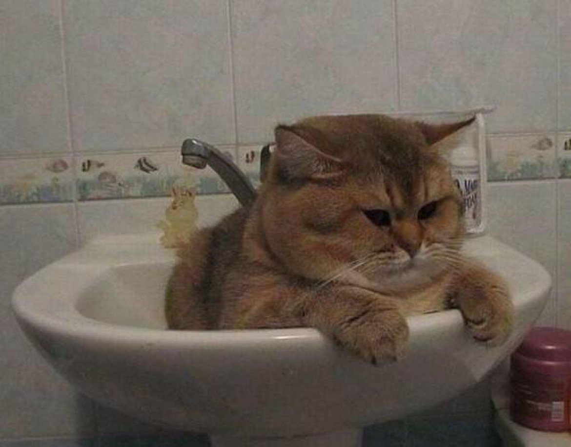 StumblerTop's tweet photo. Just in case u were having a bad day here's a fat cat in a sink https://t.co/QyE9Ll8zuV