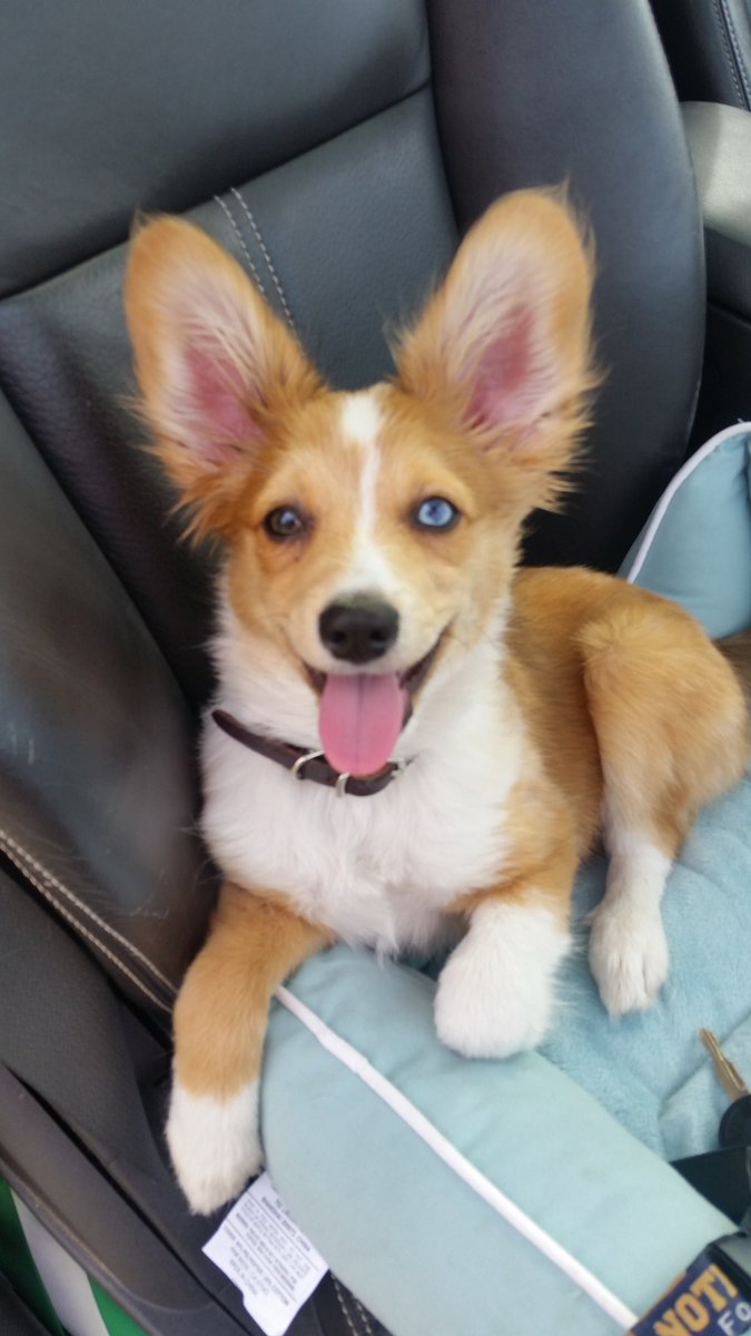 Beans_TheDog's tweet photo. Dad said we are going to the dog park!!!!! #puppy #dogsoftwitter #dogpark #beansthedog https://t.co/W7DQhAggHp