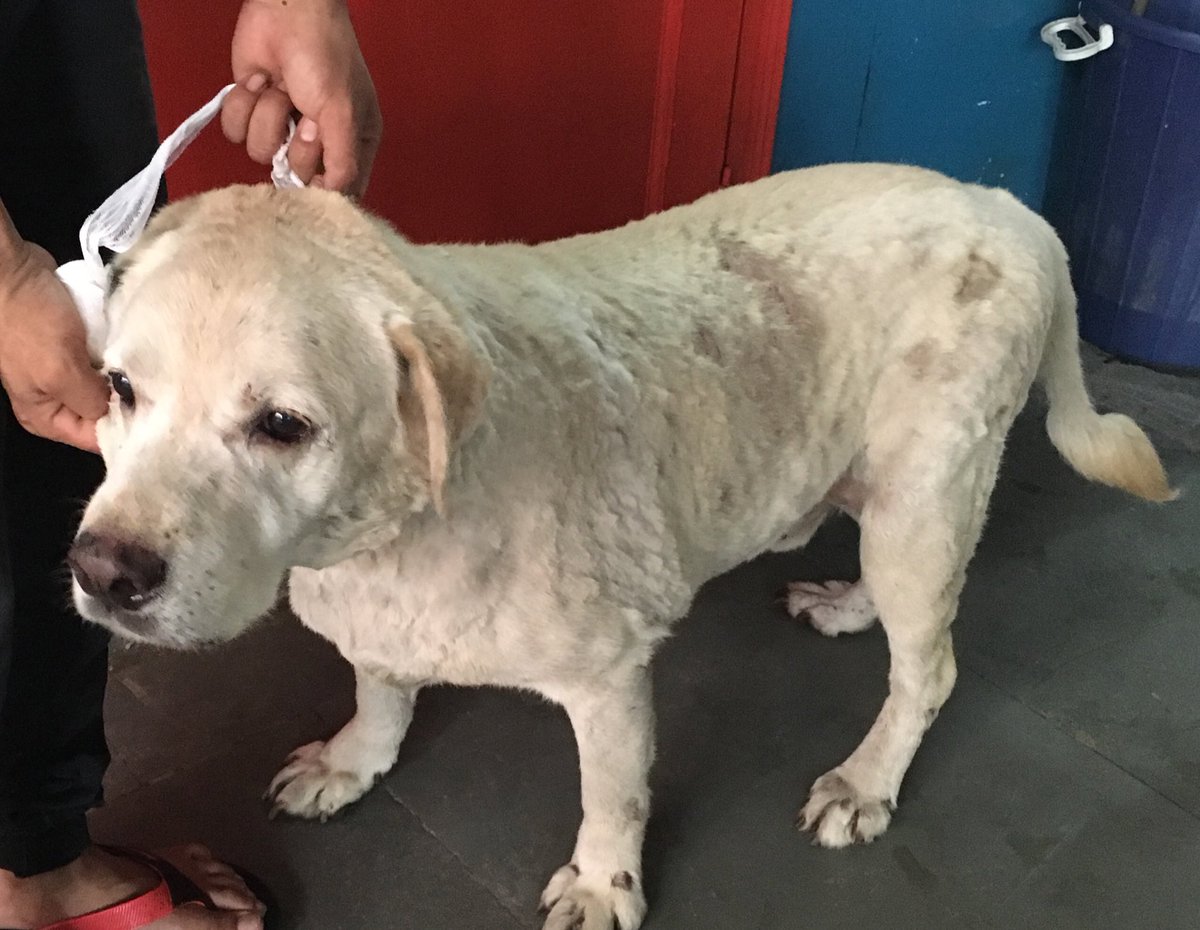 krititrehan's tweet photo. Found #lostdog at CR Park Gurudwara Road (GK2) crossing. No collar. Friendly. Pls share to find owners #lostlab https://t.co/2WfQzeUO4N