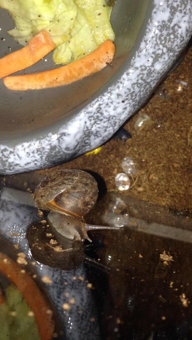 SaturdaysInSept's tweet image. I got pet snails today.