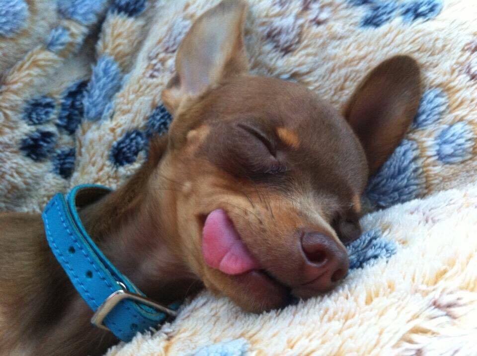 luxdogsofas's tweet image. Very Happy Boys!
Murphy &amp;amp;  his son Mickey would like to say thank you,they absolutely love their new Scott's sofa!