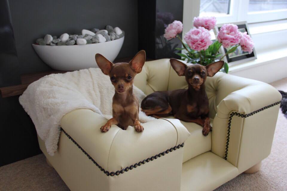 luxdogsofas's tweet image. Very Happy Boys!
Murphy &amp;amp;  his son Mickey would like to say thank you,they absolutely love their new Scott's sofa!