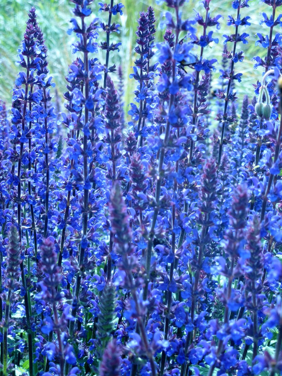 chasing_arcadia's tweet photo. #rhapsodyinblue  Latest blog at https://t.co/bDAd2ByGSe https://t.co/ZZSuup3gX9