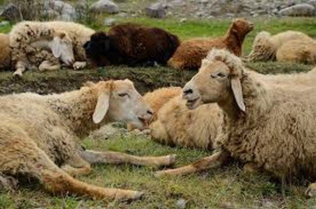 Iccpress's tweet photo. سال گذشته ۱.۲ میلیون راس دام سبک به کشورهای حاشیه خلیج فارس صادر شد
https://t.co/ReMlBb5UV8 https://t.co/zQgK8sectz