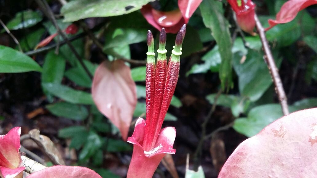TourismGoa's tweet photo. Check out the latest pictures of #Goa’s Monsoon Trekking Series 4 at Hukyachi Khadi. More: https://t.co/WQKBxcgk74 https://t.co/pF6Bph2rns