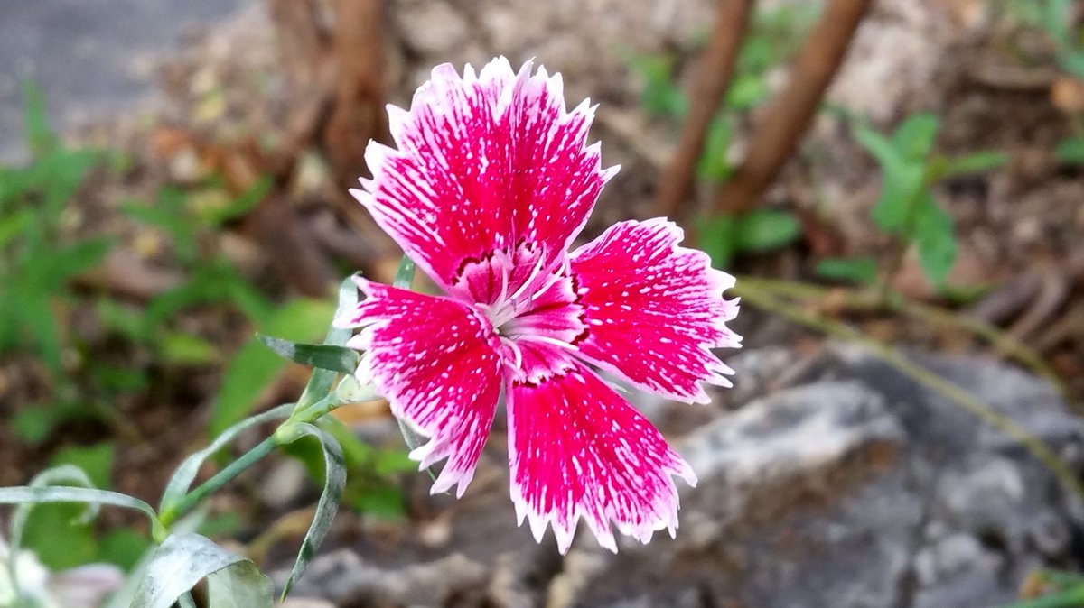 #꽃 
대학로의 패랭이꽃
(20160703/서울 /갤S5)

어제오후 대학로 지나는 길에 패랭이꽃을 보았네요 ~~^^
youtu.be/GXzEmUB_VzE