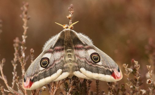 ImageneLive's tweet photo. Emperor Moth (Saturnia pavonia).  ©  #nature. Full size https://t.co/01054osz3E https://t.co/wvmmiLTWE2