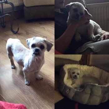 millypod1's tweet image. #Lost 13 YEARS OLD  Cream Shih Tzu Female PLEASE SHARE
Allotments #Nottingham #NG3 doglost.co.uk/dog-blog.php?d…